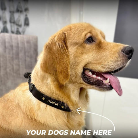 Personalized Dog Collar