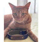 cat collar dog collar with name tag happy happy cat banana cat 